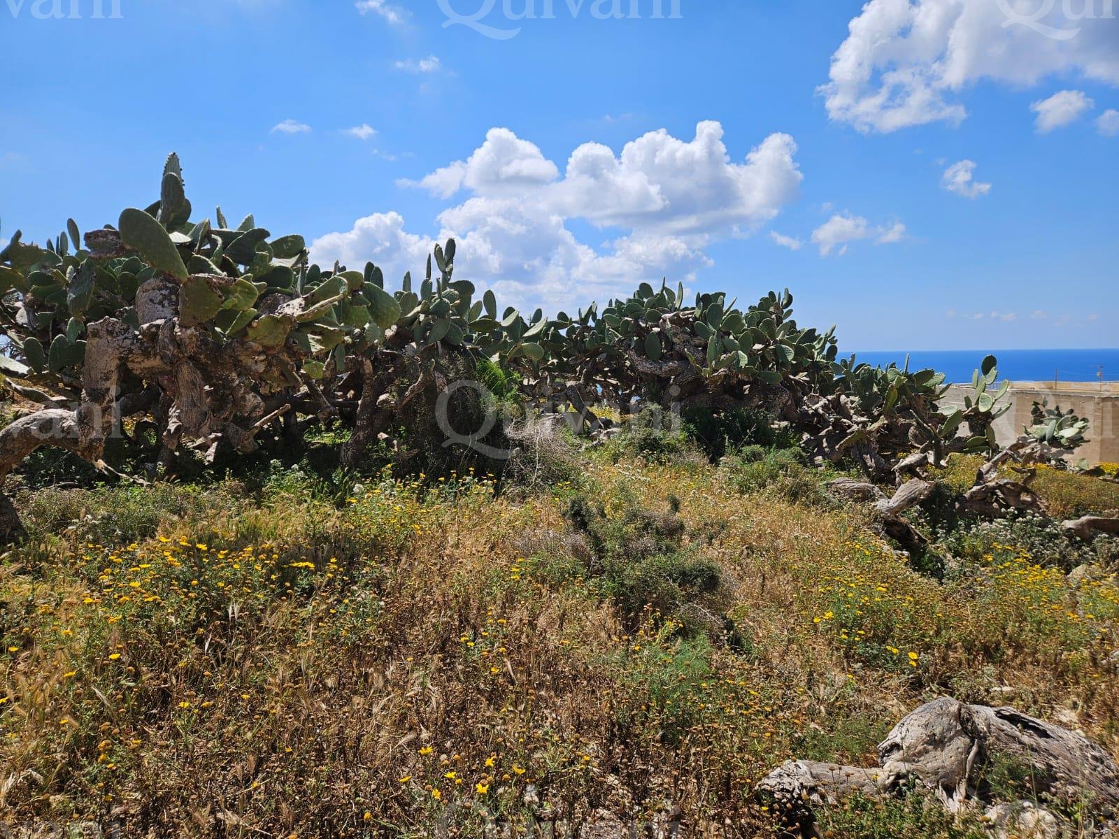 Agricultural land facing open views in Qala