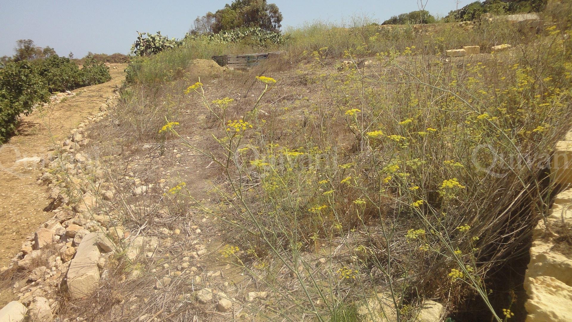 Zebbug (Gozo) Agricultural Land