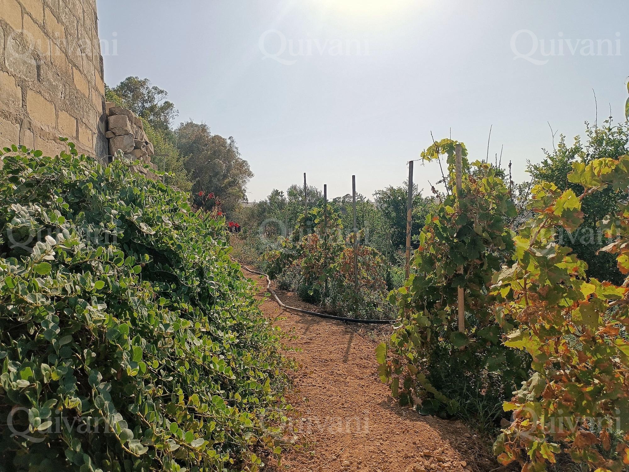 Zejtun 2 Tumoli Arable Land