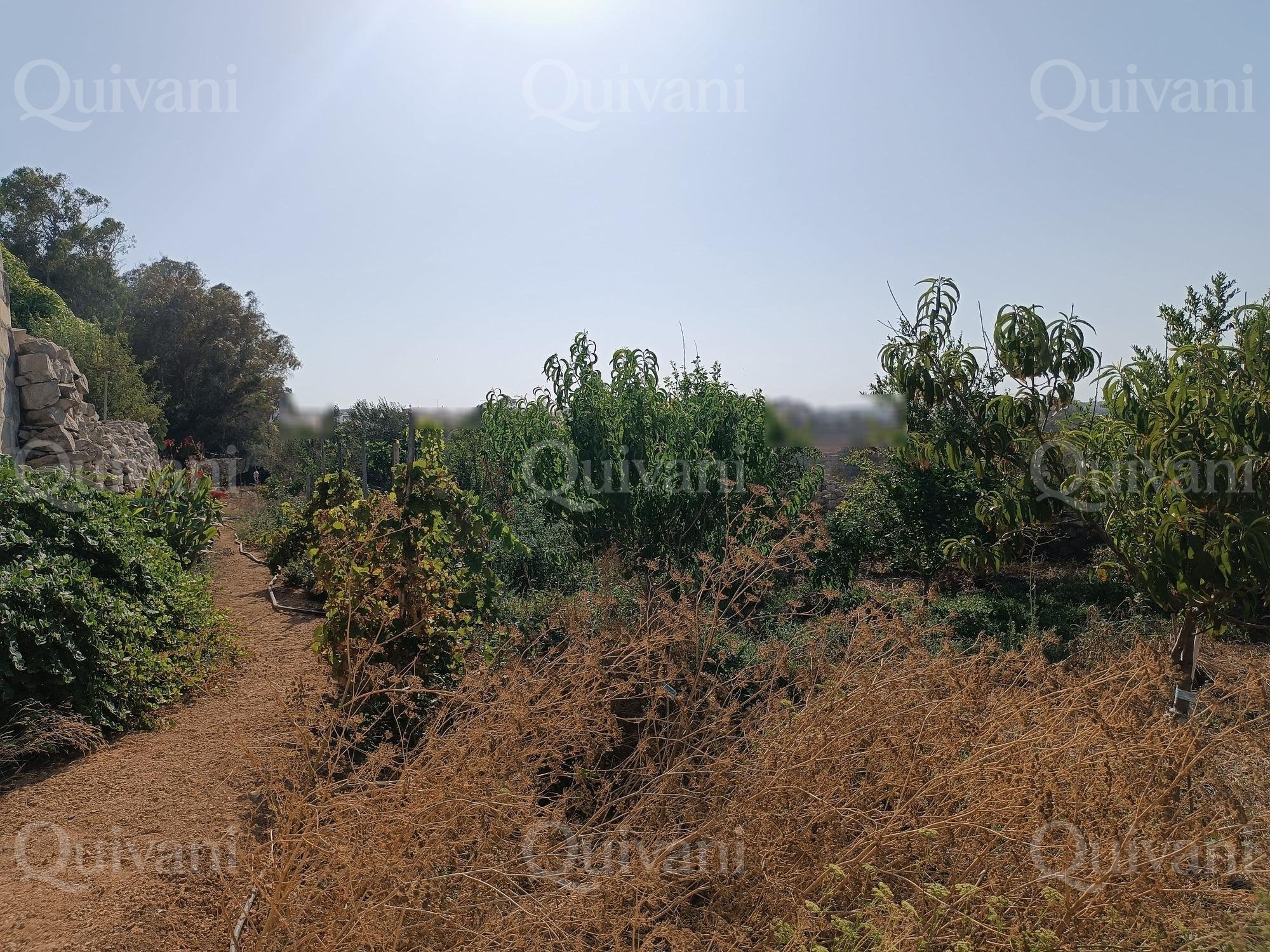 Zejtun 2 Tumoli Arable Land