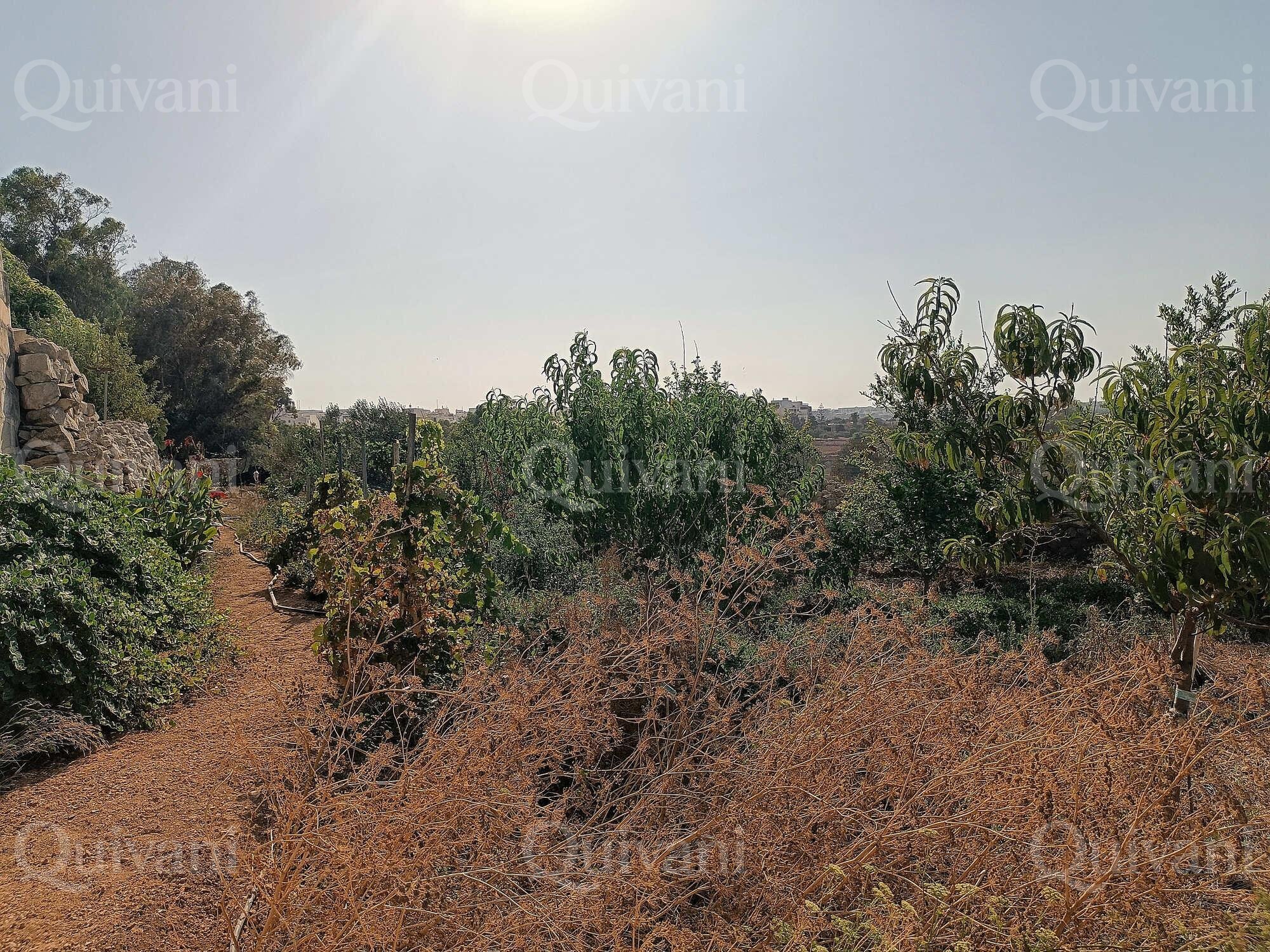 Zejtun 2 Tumoli Arable Land