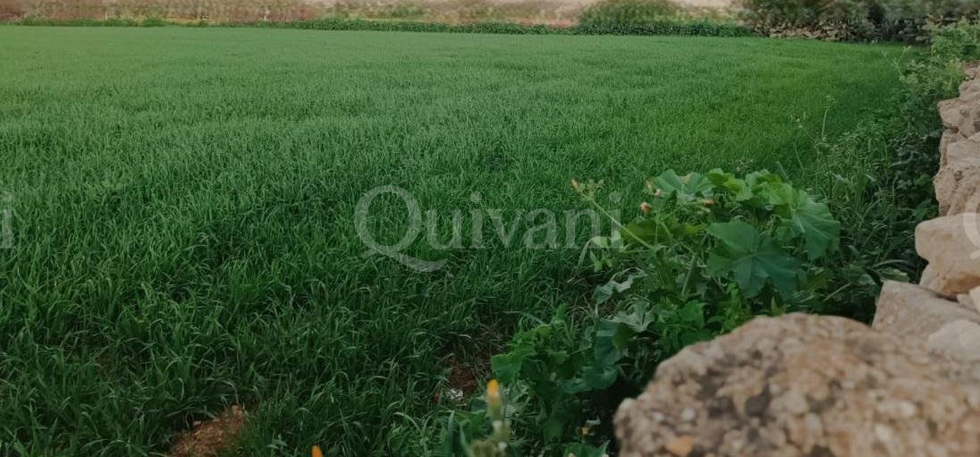 Zabbar Agricultural Land