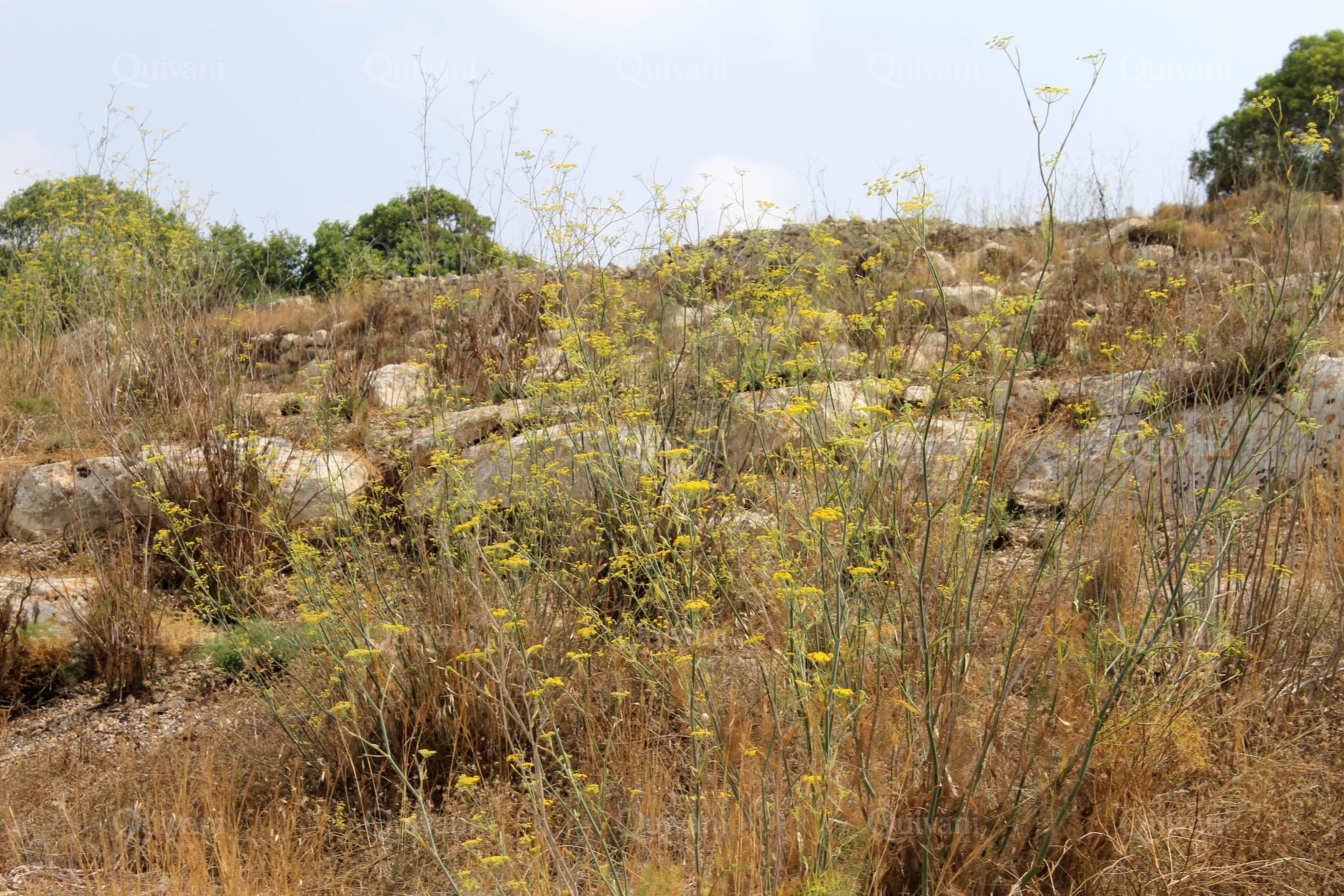 Birzebbugia Agricultural Land
