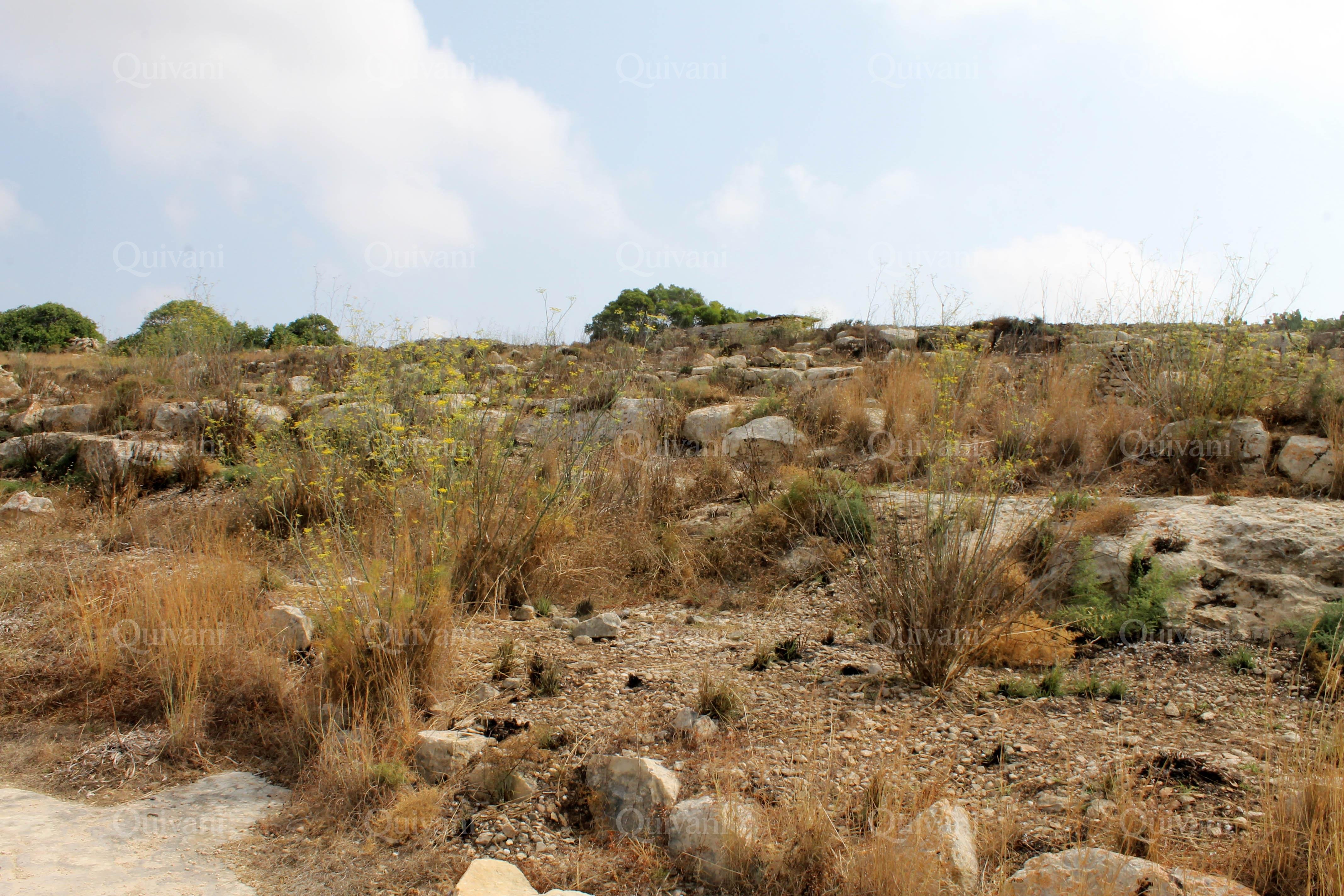 Birzebbugia Agricultural Land