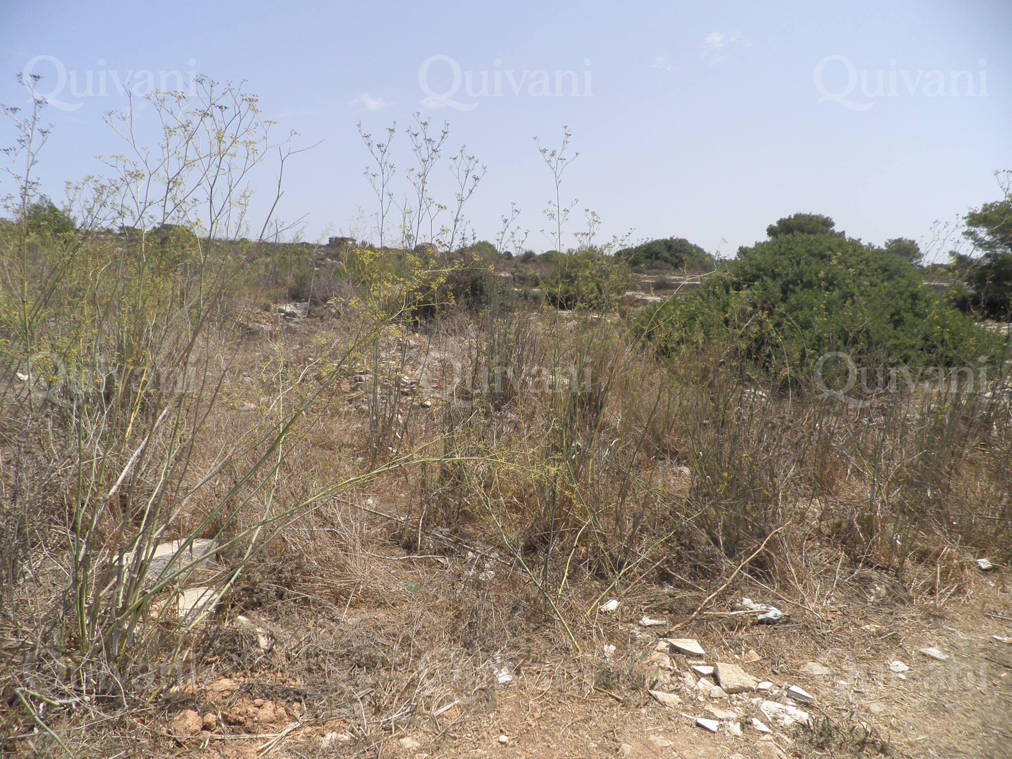 Mellieha n/a Agricultural Land