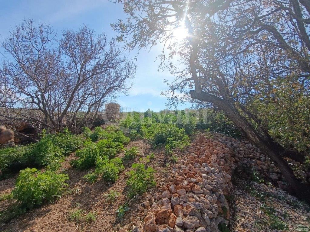 Mgarr