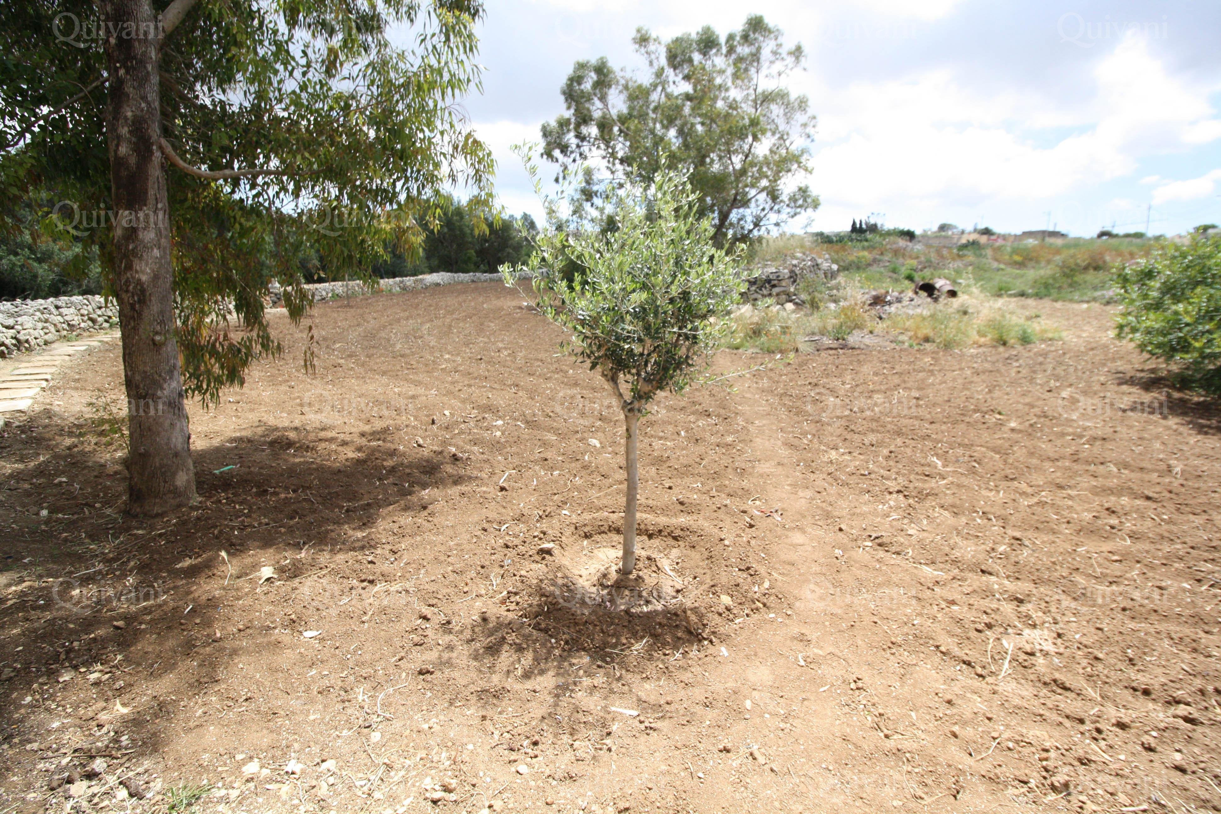 Qormi, Furnished House of Character