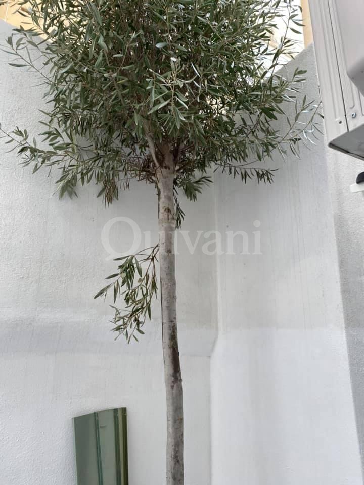 Sliema, Furnished Maisonette