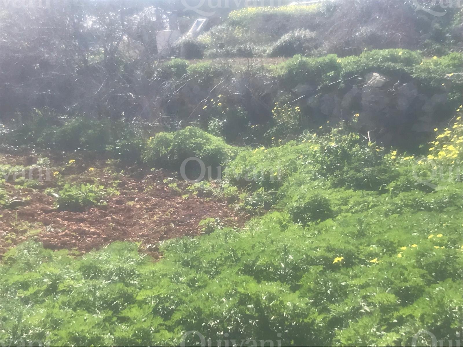 Dingli
