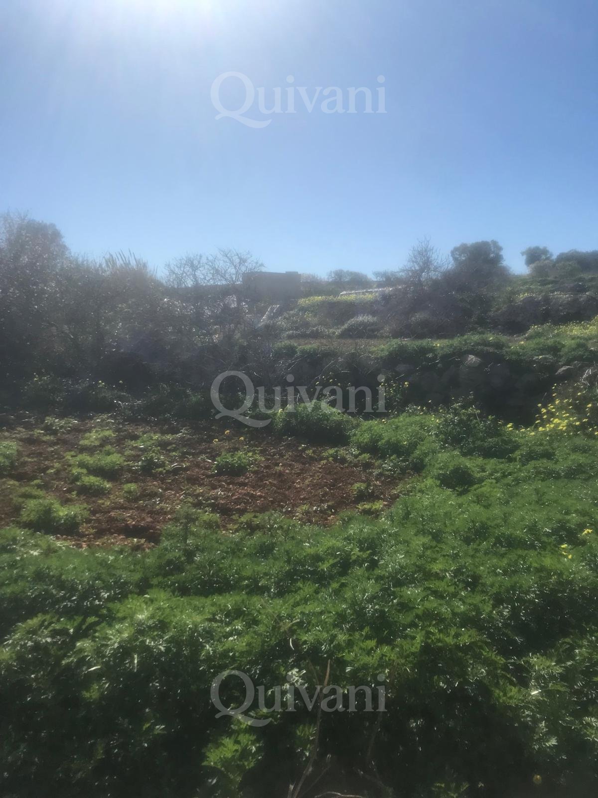Dingli