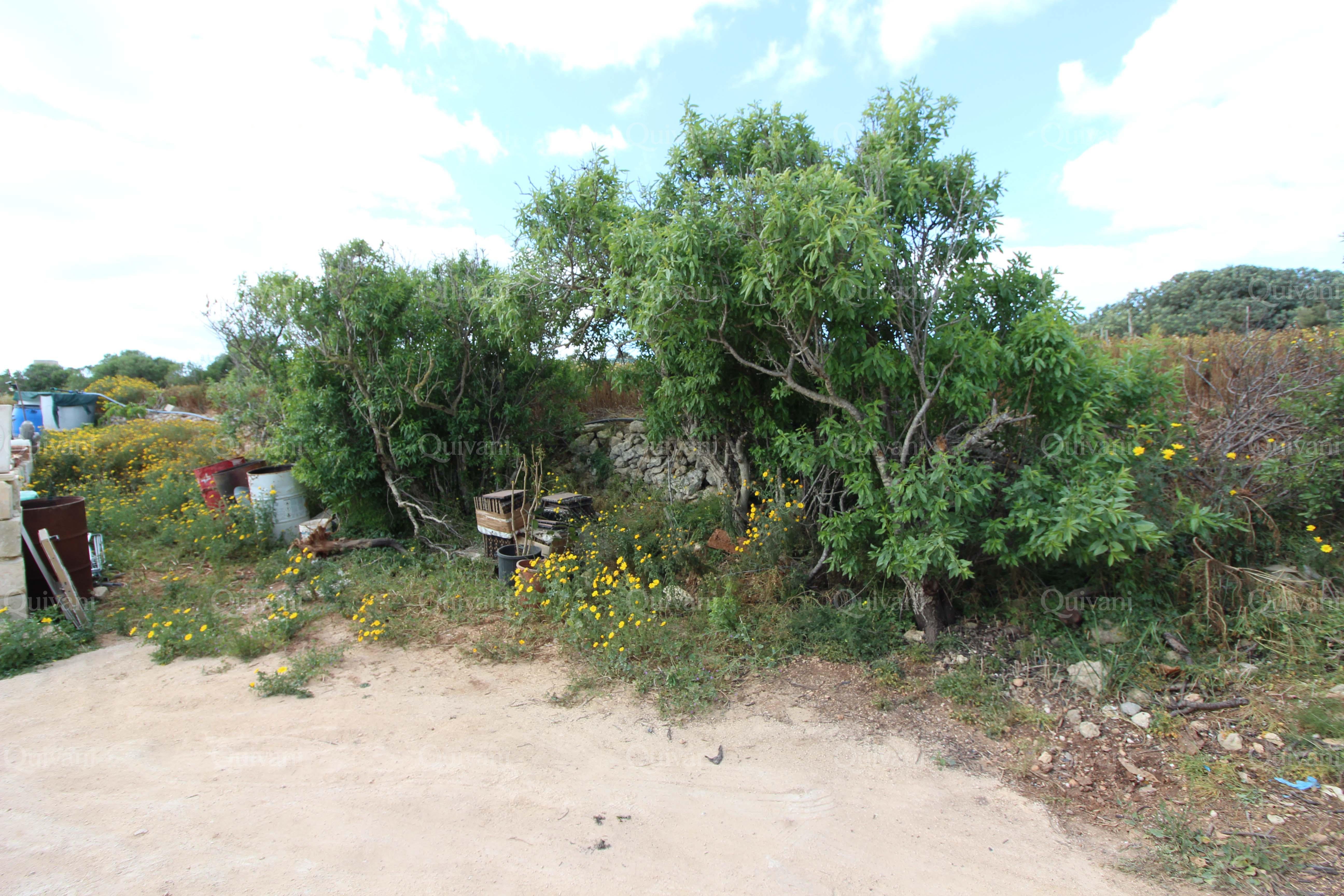 Dingli