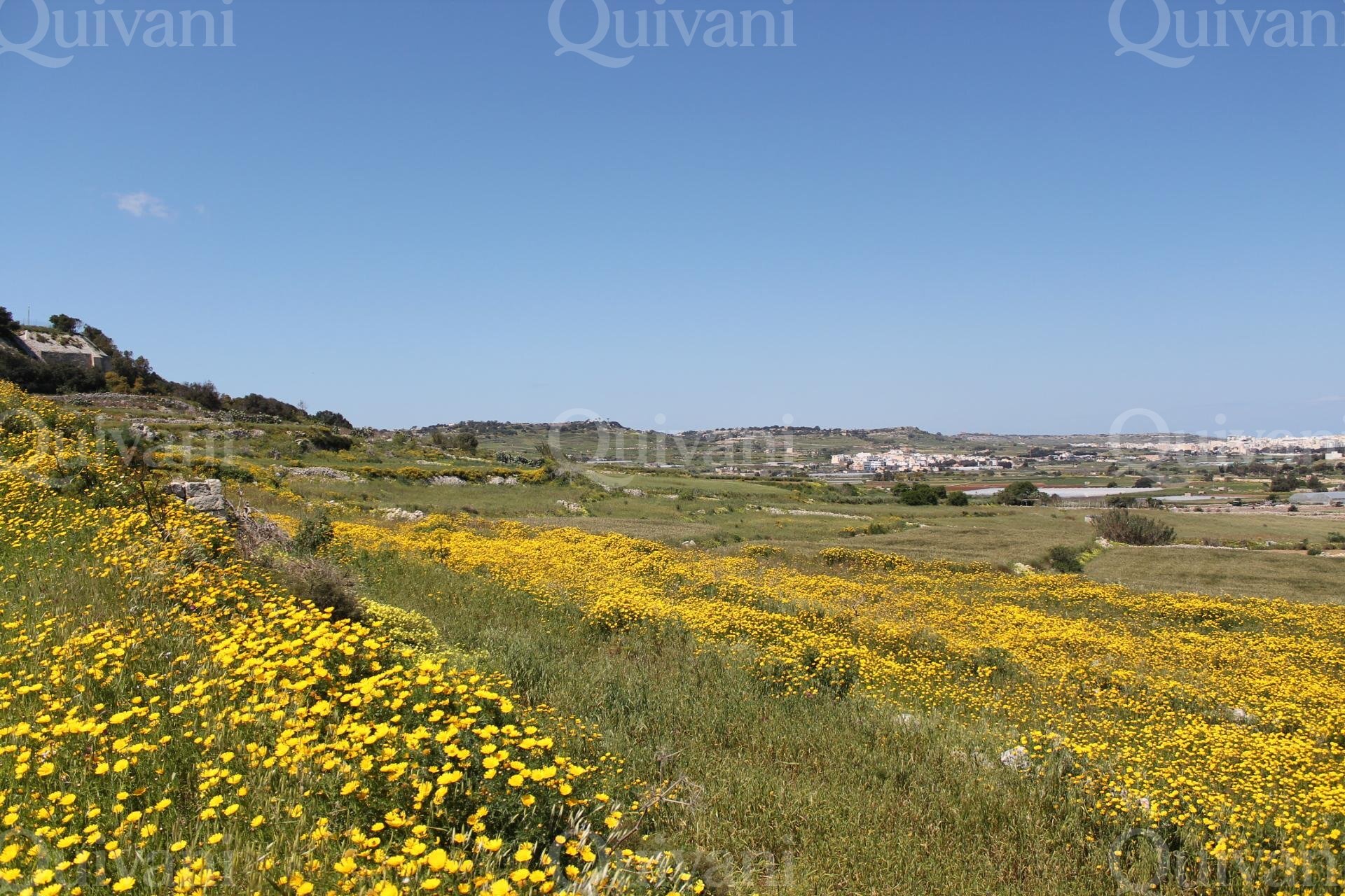 Mosta Agricultural Land
