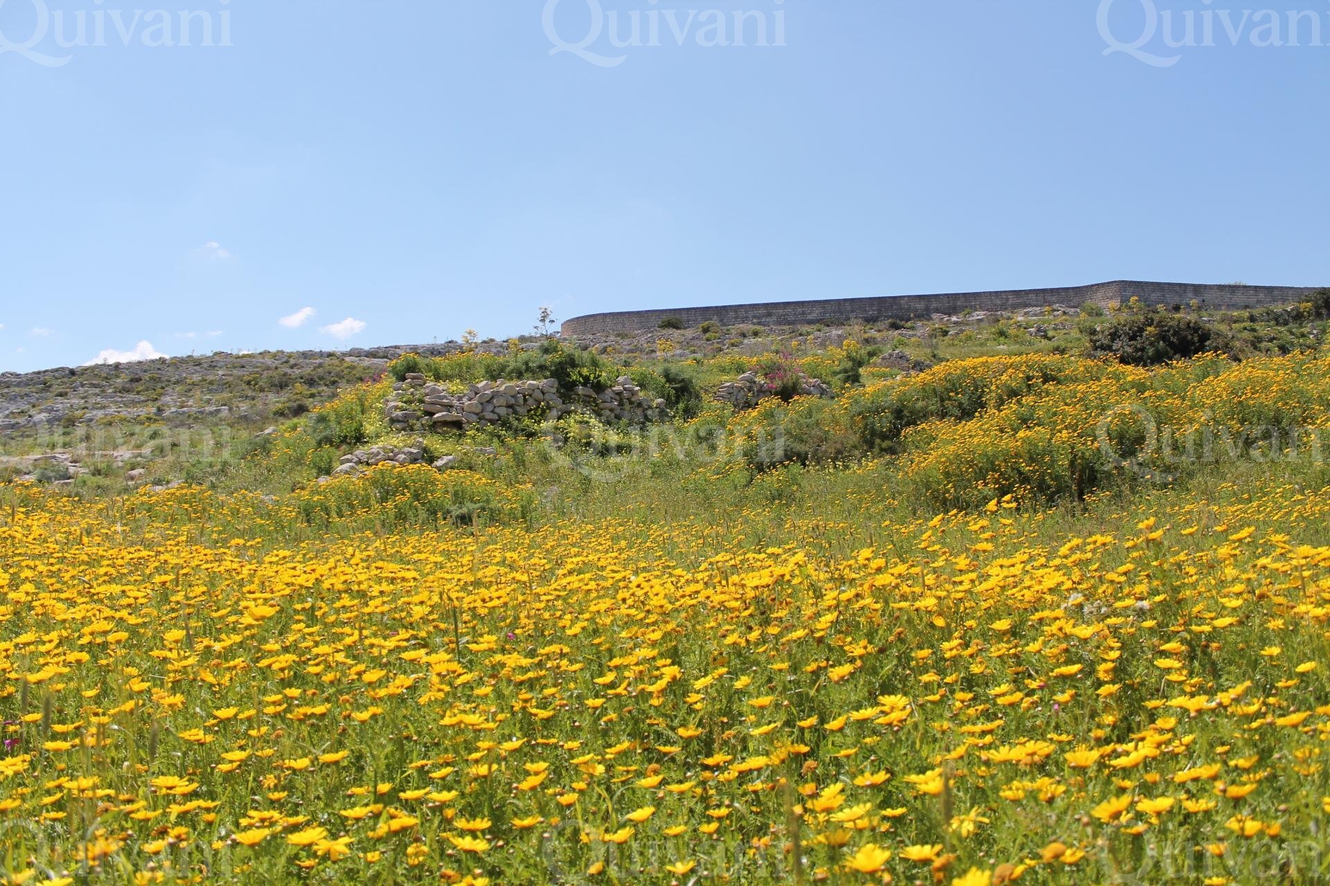 Mosta Agricultural Land