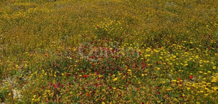 Bahrija Agricultural Land - 298 sqm