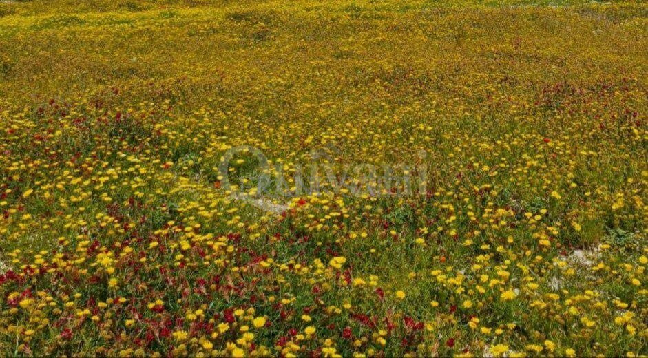 Bahrija Agricultural Land - 550 sqm