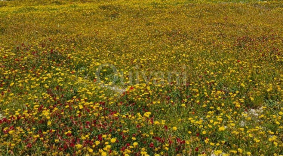 Bahrija Agricultural Land - 1700 sqm