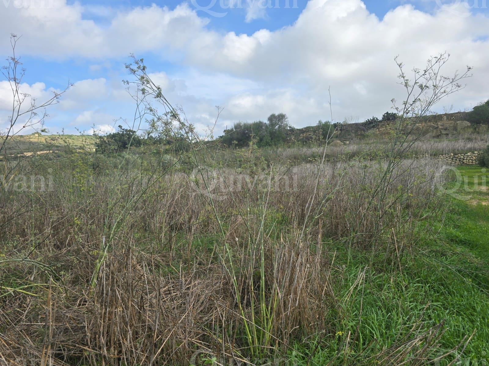 Nadur n/a Agricultural Land